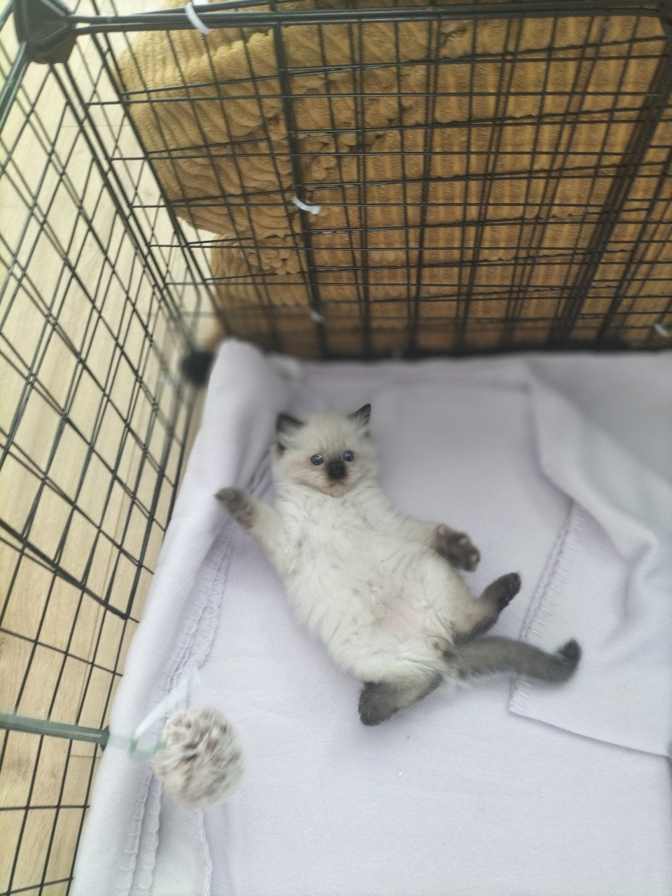 Super snoezige ragdoll kittens
