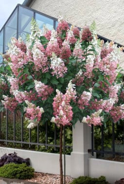 Pinky Winky hortensia - op stam