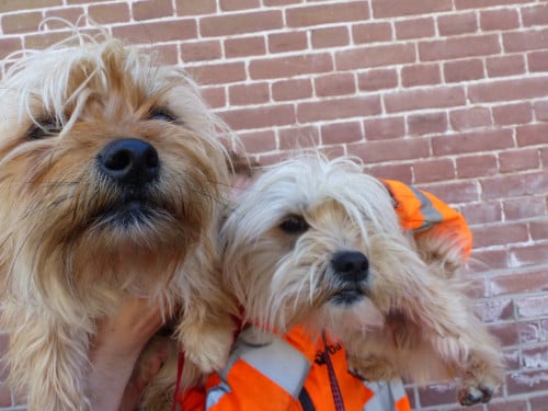 2 pups reutjes moeder Maltezer vader Yorkshire Terrier GEZOND SPEELS LIEF