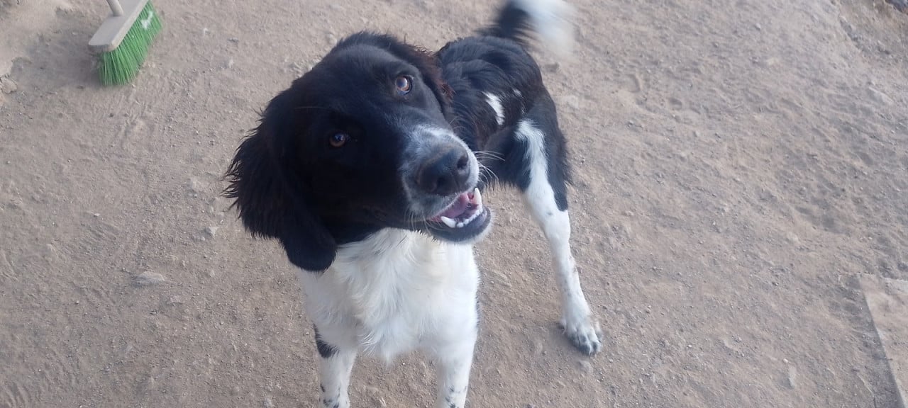 Alora Dog Rescue: Mike, wie geeft hem een mand?