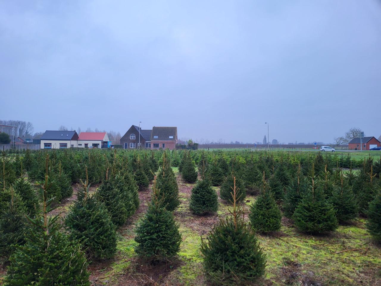 Kerstbomen 1 tot 7 meter