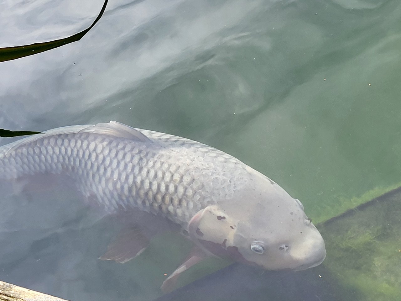 Koi's