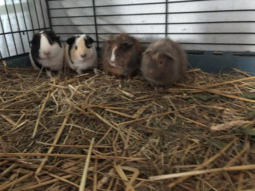 Knappe cavia’s!!