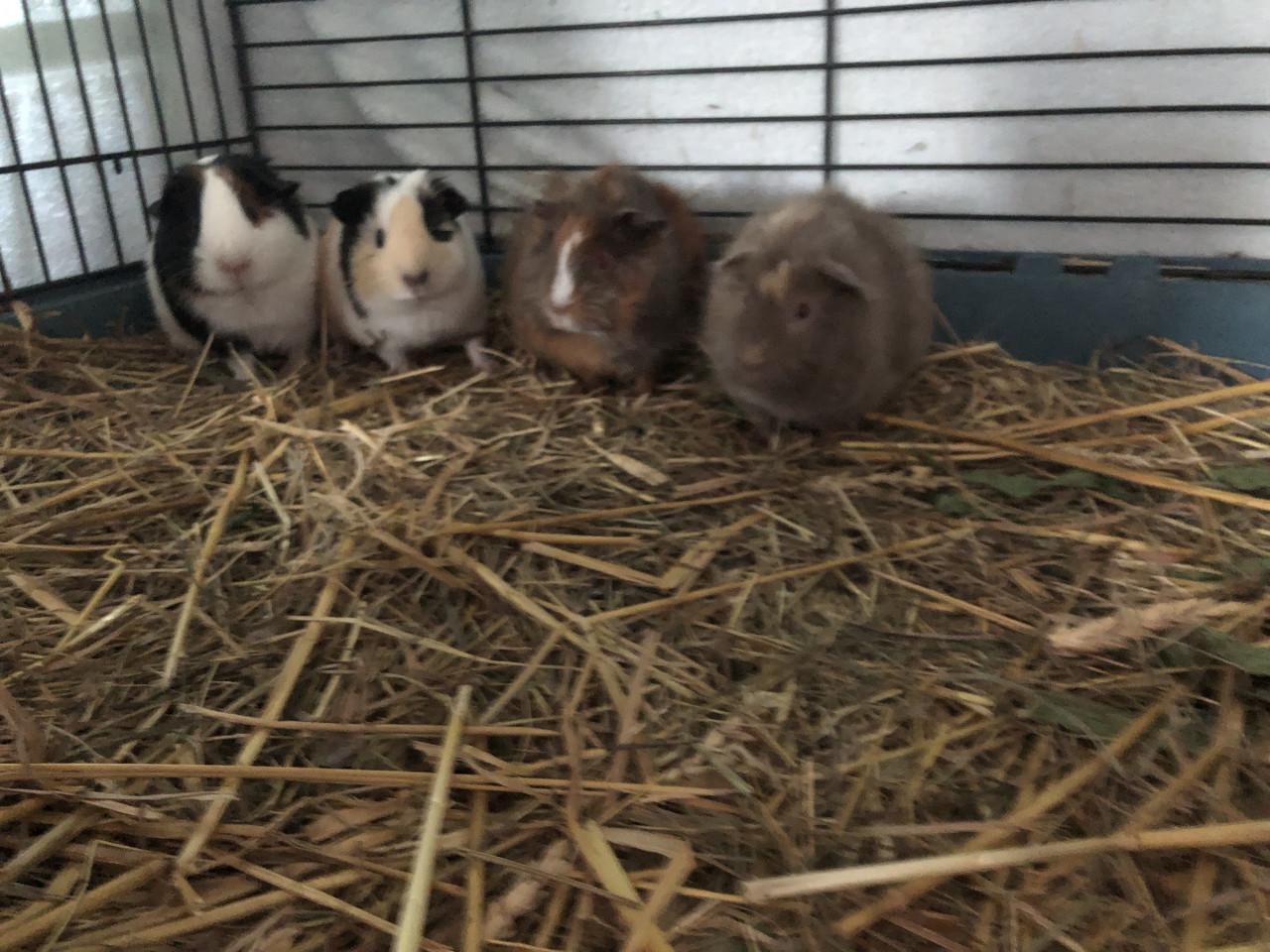 Knappe cavia’s!!