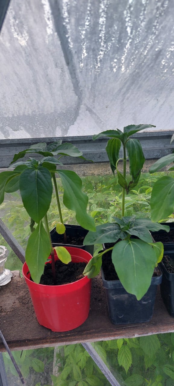 Lage zonnebloem planten