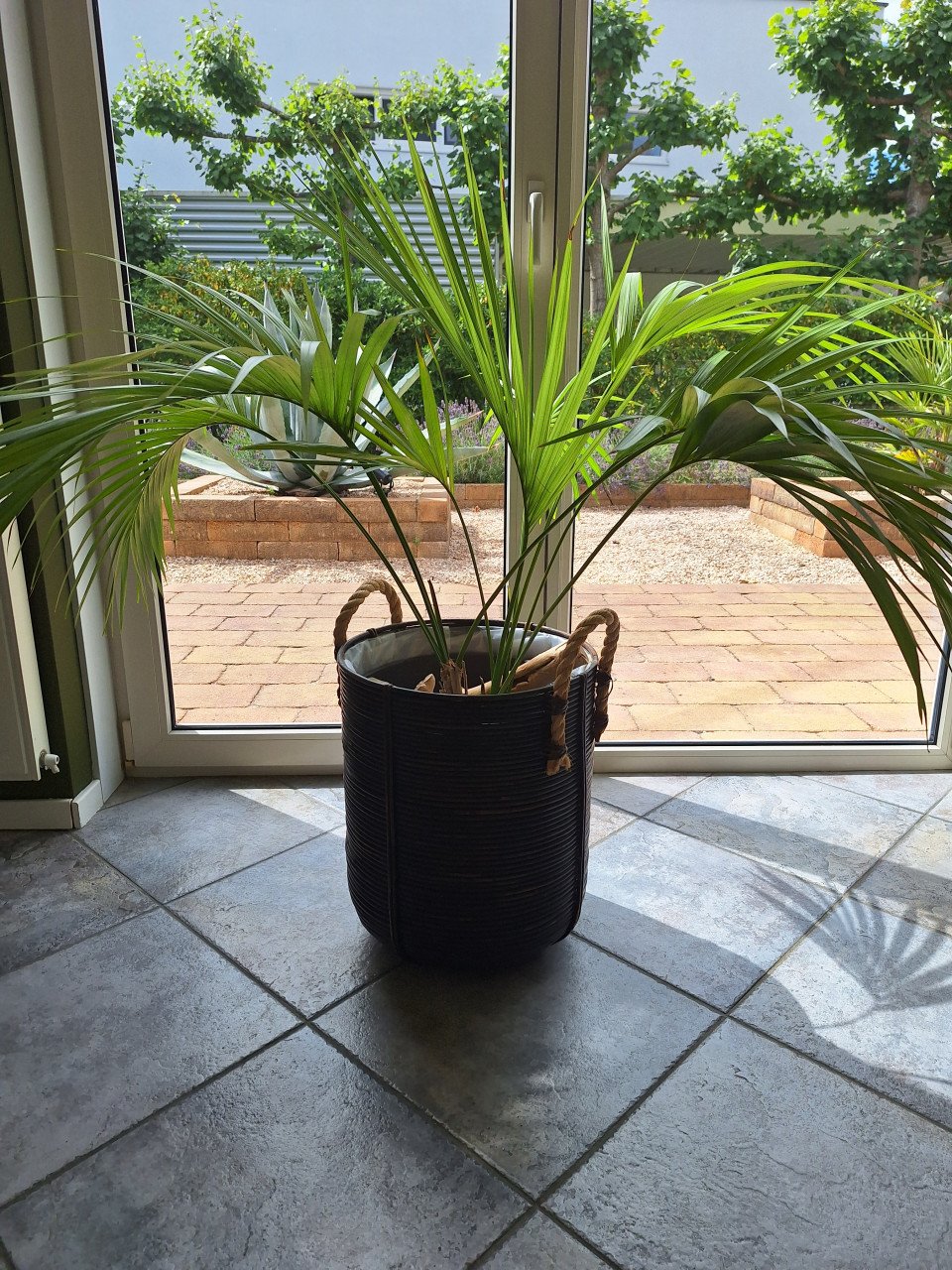 Plant