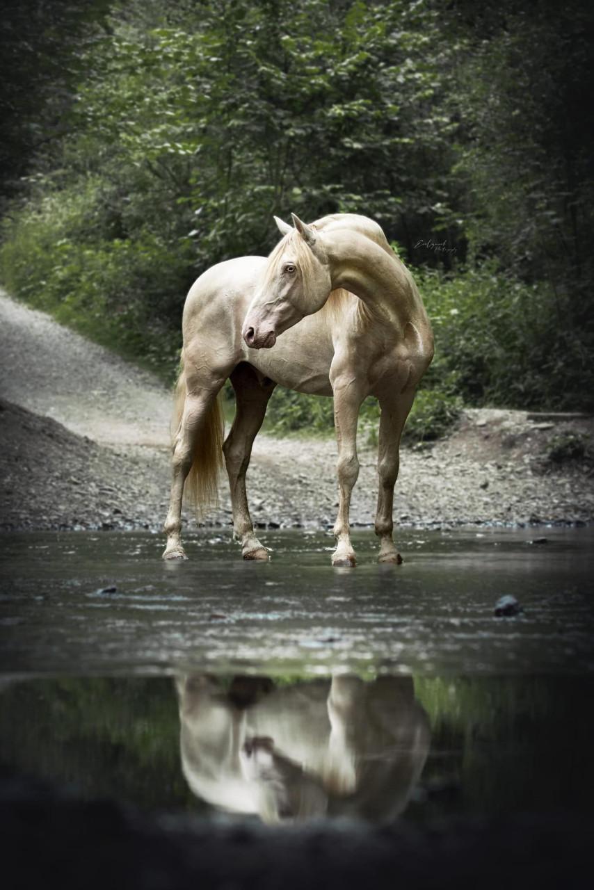 5-jarige Palomino PRE merrie