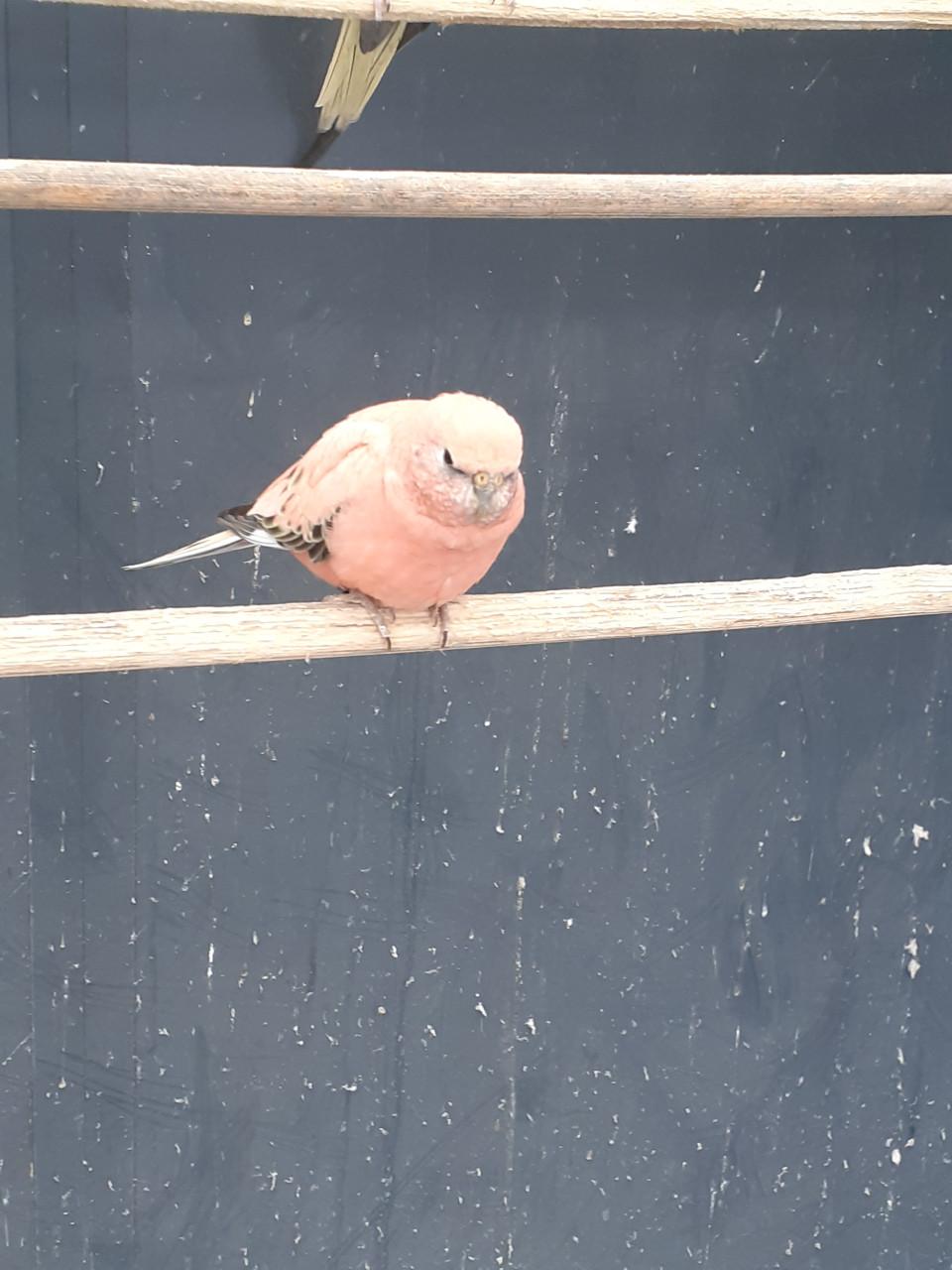 Roze bourk man van 2025