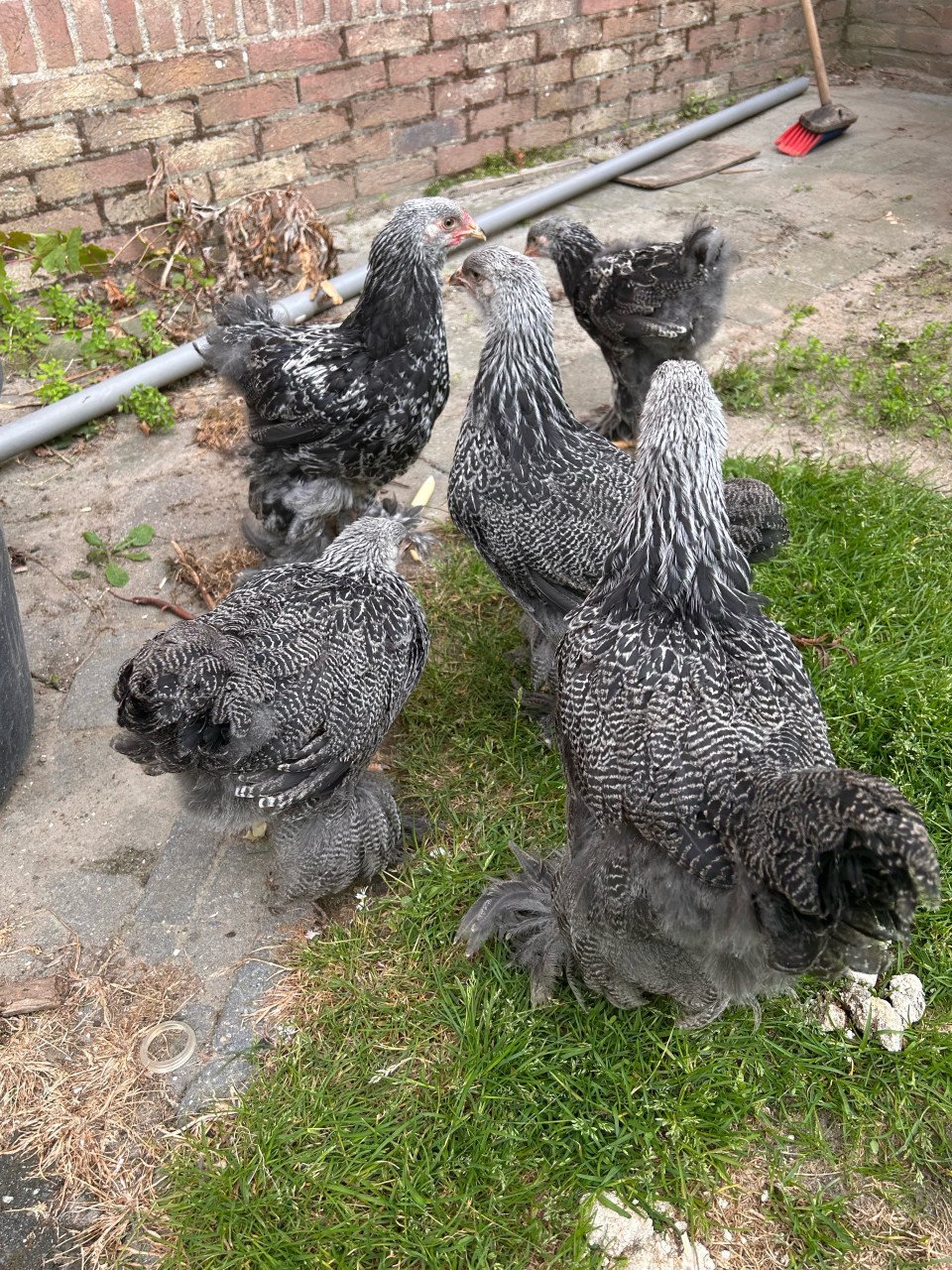 Brahma zilverpatrijs groothoenders hennen
