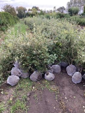 Steeneik voor een haag (quercus ilex)