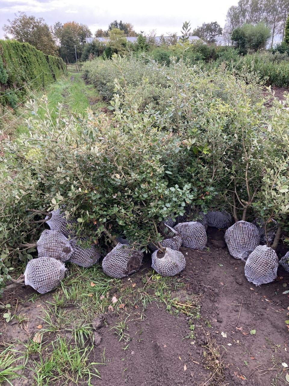 Steeneik voor een haag (quercus ilex)