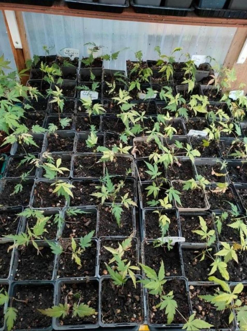 Verschillende Japanse esdoorn bomen, zaailingen, Acer palmatum