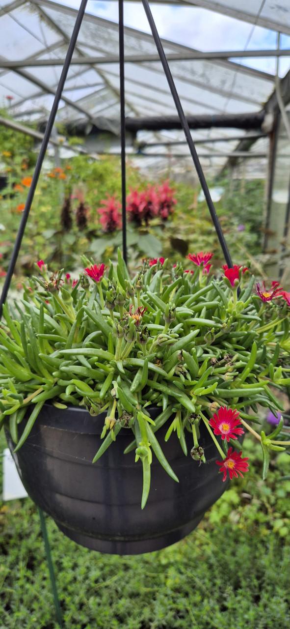 Tuinplanten assortiment bio