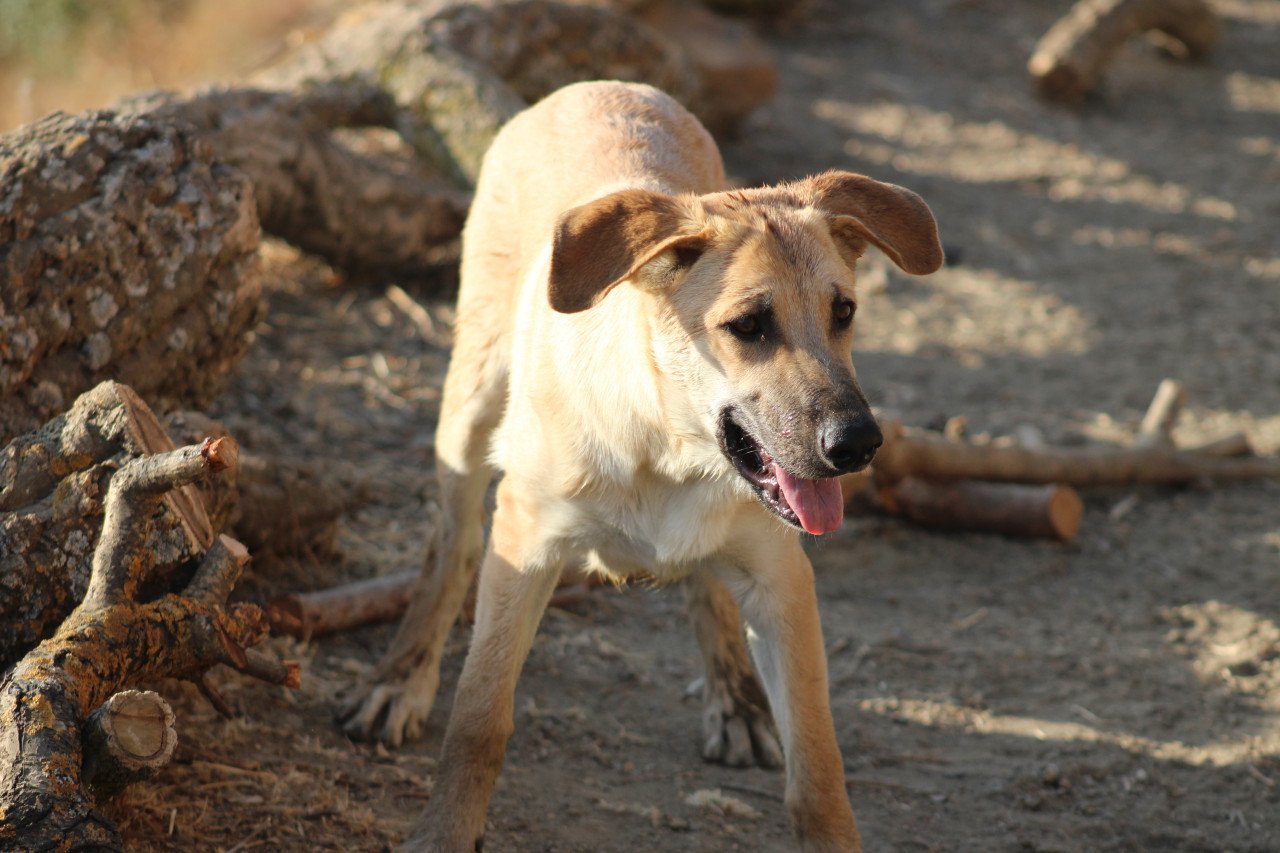 Alora Dog Rescue: Paco, speels, ondeugend en vrolijk