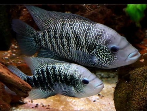 Schitterend kweekkoppel cichliden