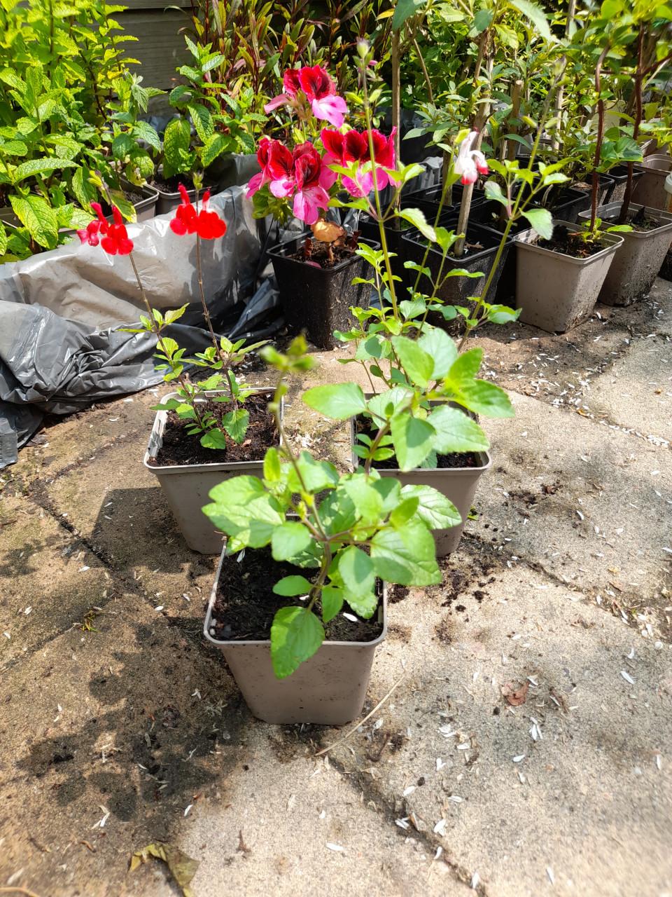 Salvia red lips