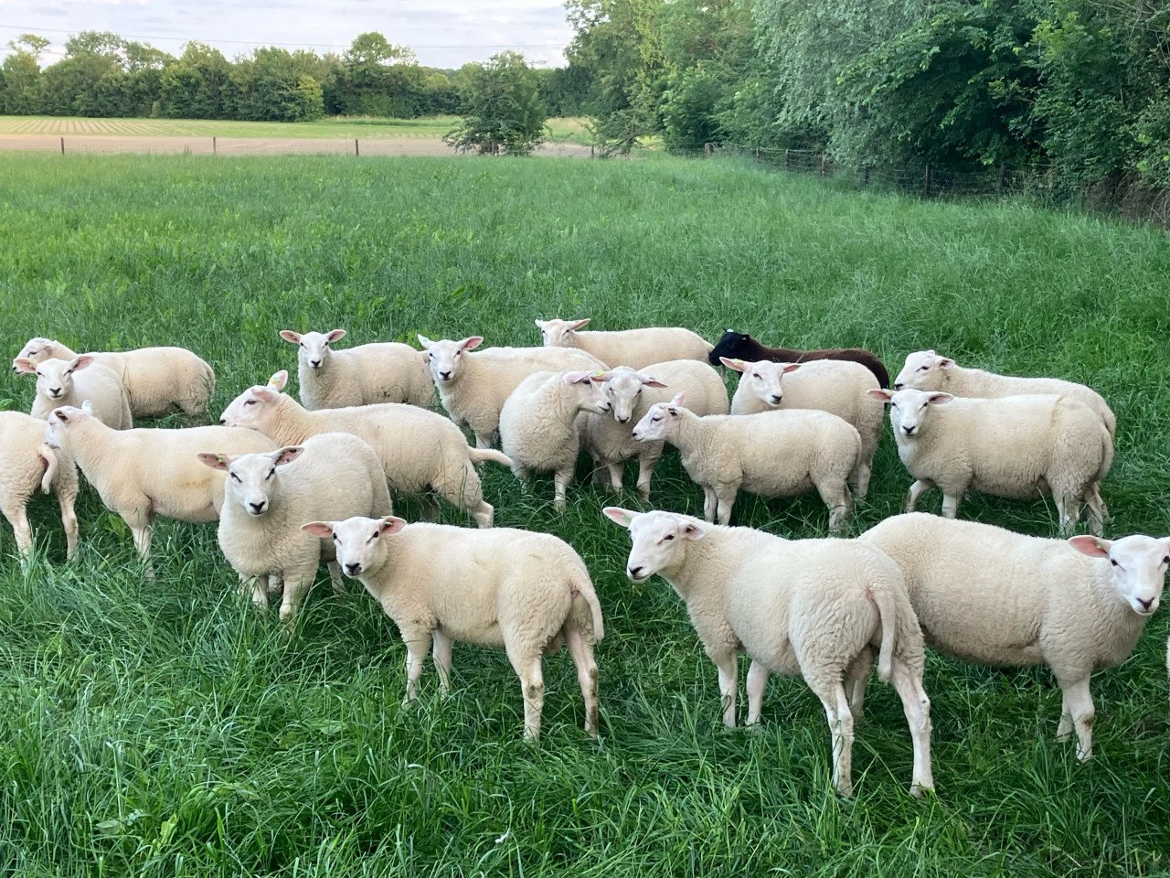 Stamboek swifter dekrammen