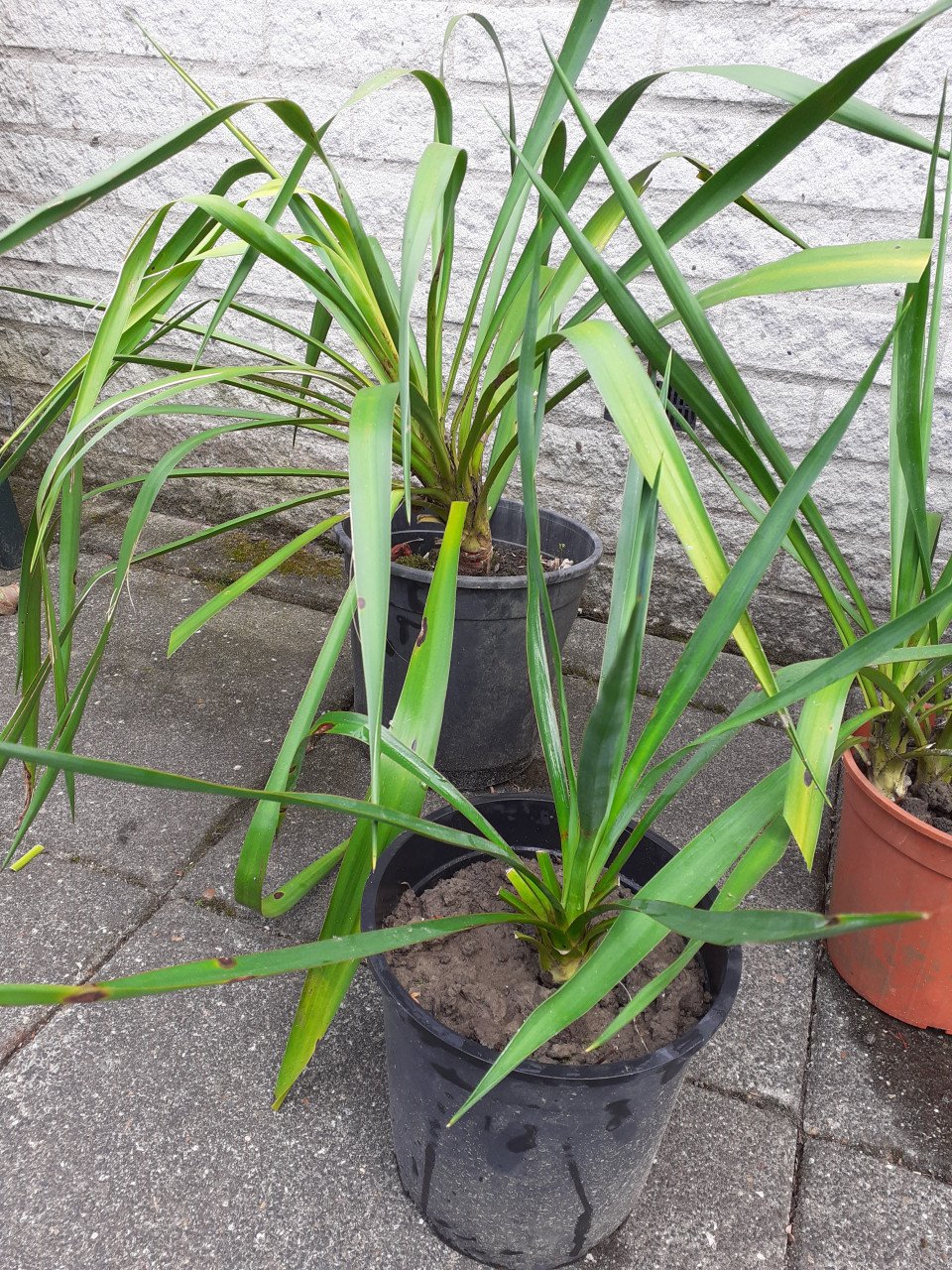 Yucca's