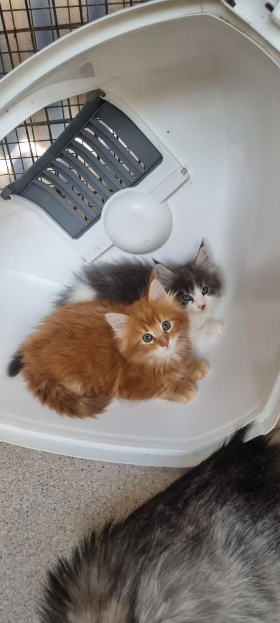 Te koop mooie Maine Coons katertjes