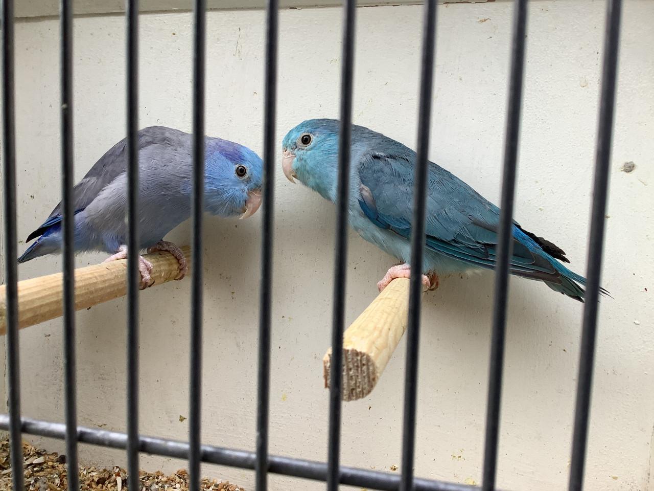 Koppel Forpus coelestis