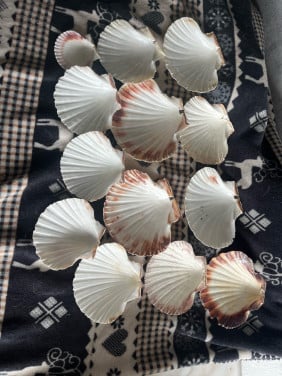 Mooie schelpen