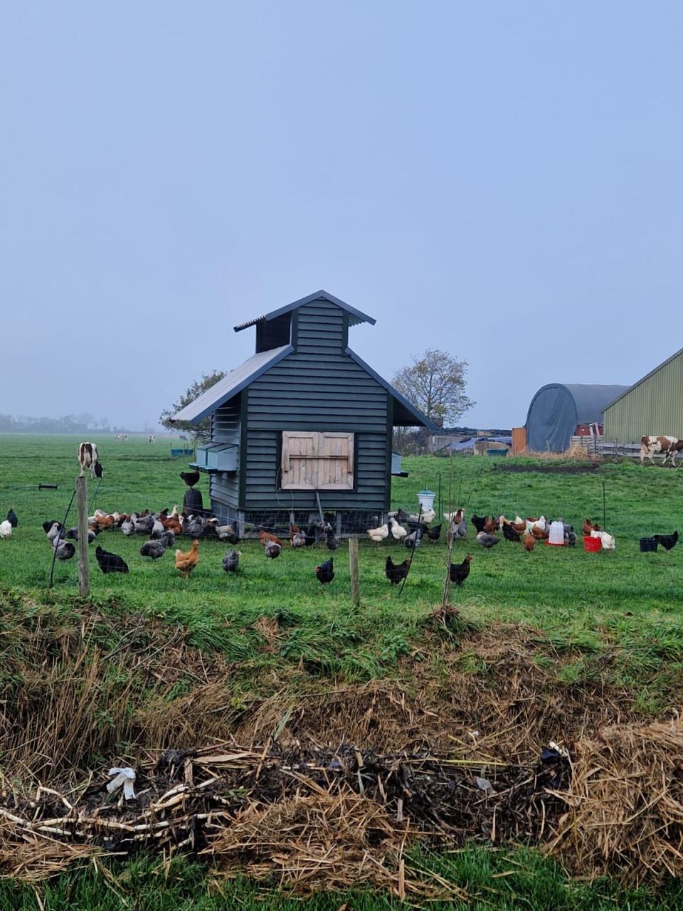 Jonge leghennen te koop