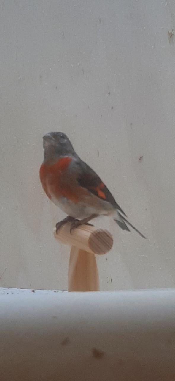 Kapoetsensijs poppen