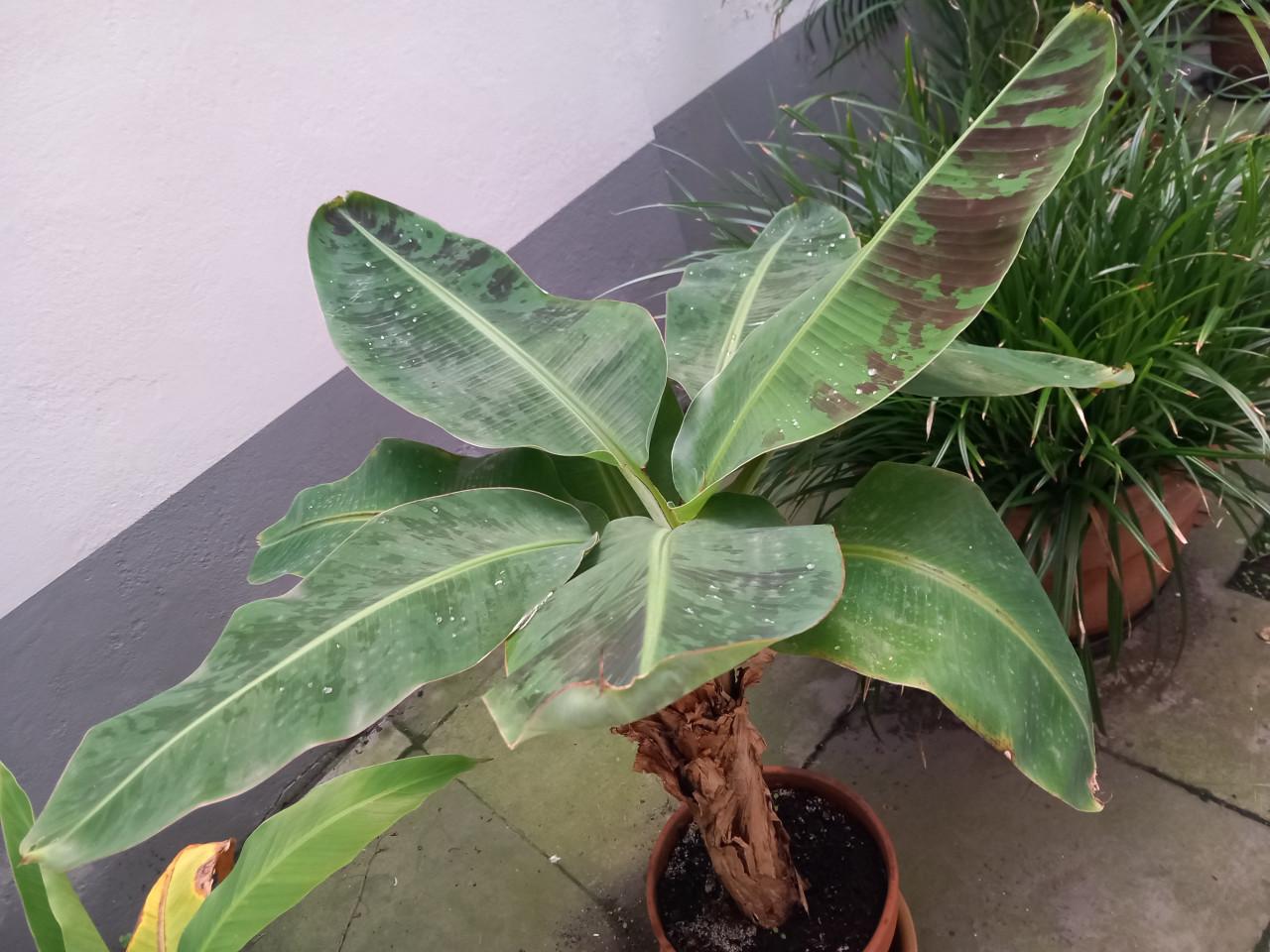 Bananenplant