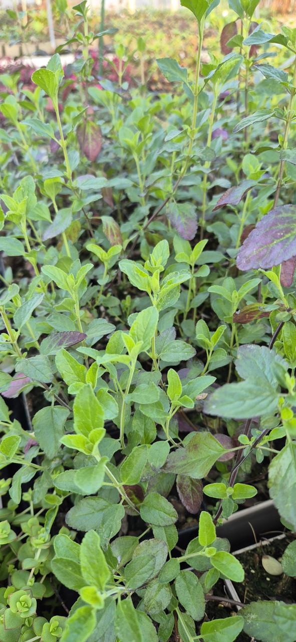 Vaste planten verantwoord gekweekt