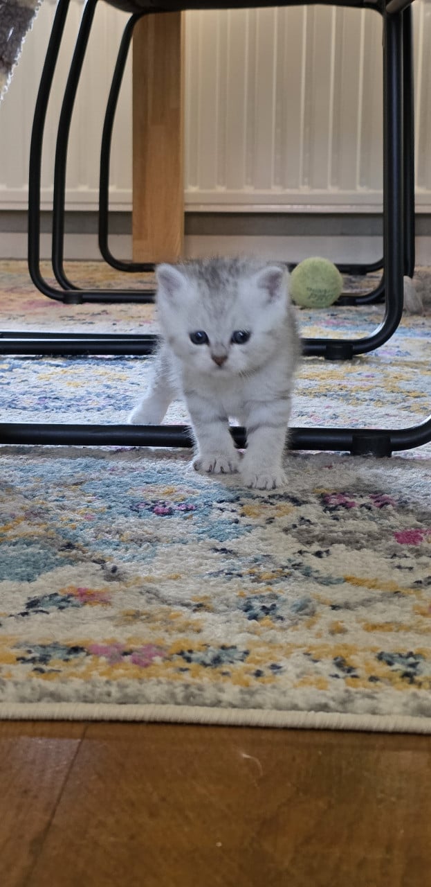 Brits korthaar silver tabby (Whiskas)