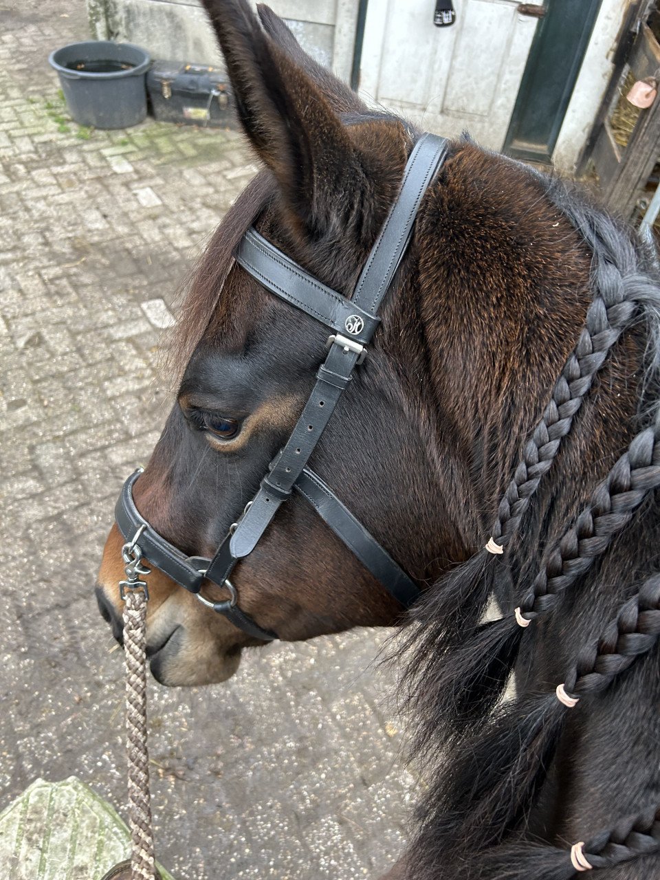 # Mens gerichte Paint merrie te koop  # GERESERVEERD