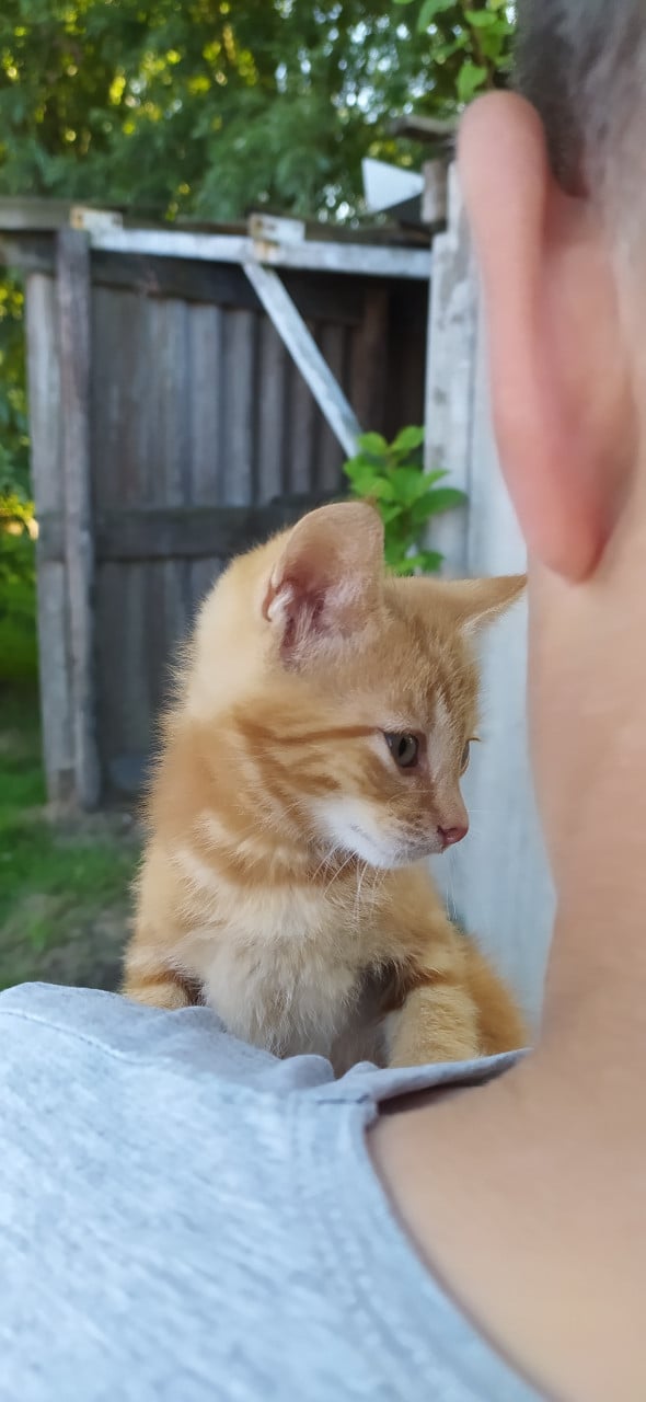 Super lieve kittens