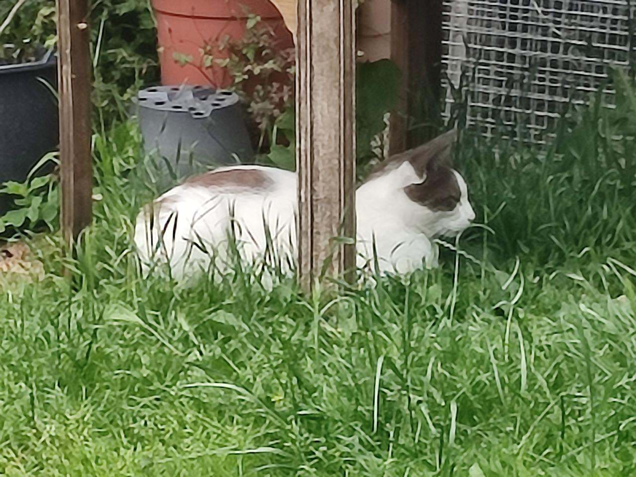 Van wie is deze kat?(Paauwenburg Vlissingen.)