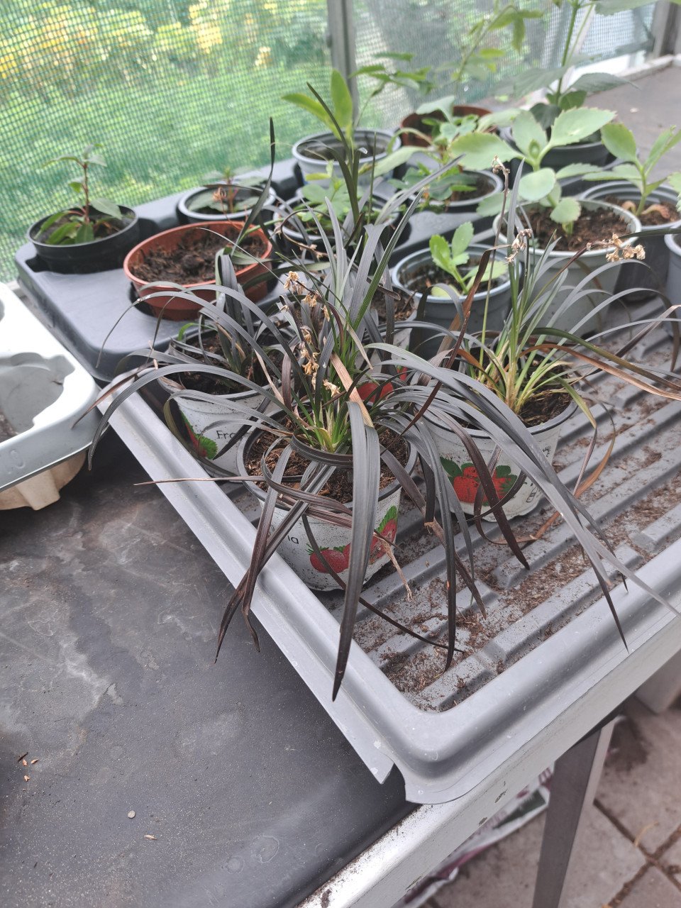 VERSCHILLENDE TUINPLANTEN
