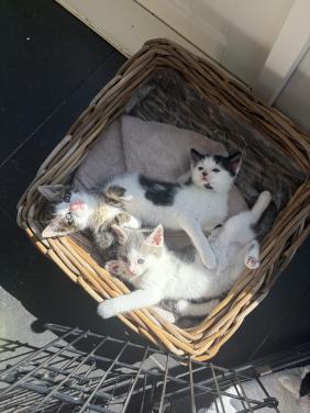 Kittens