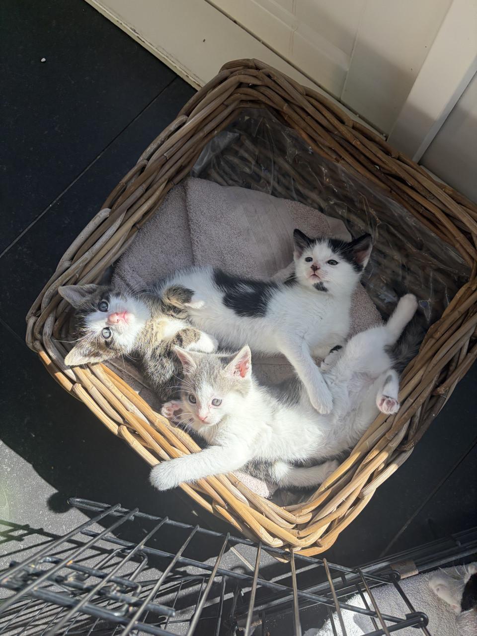 Kittens