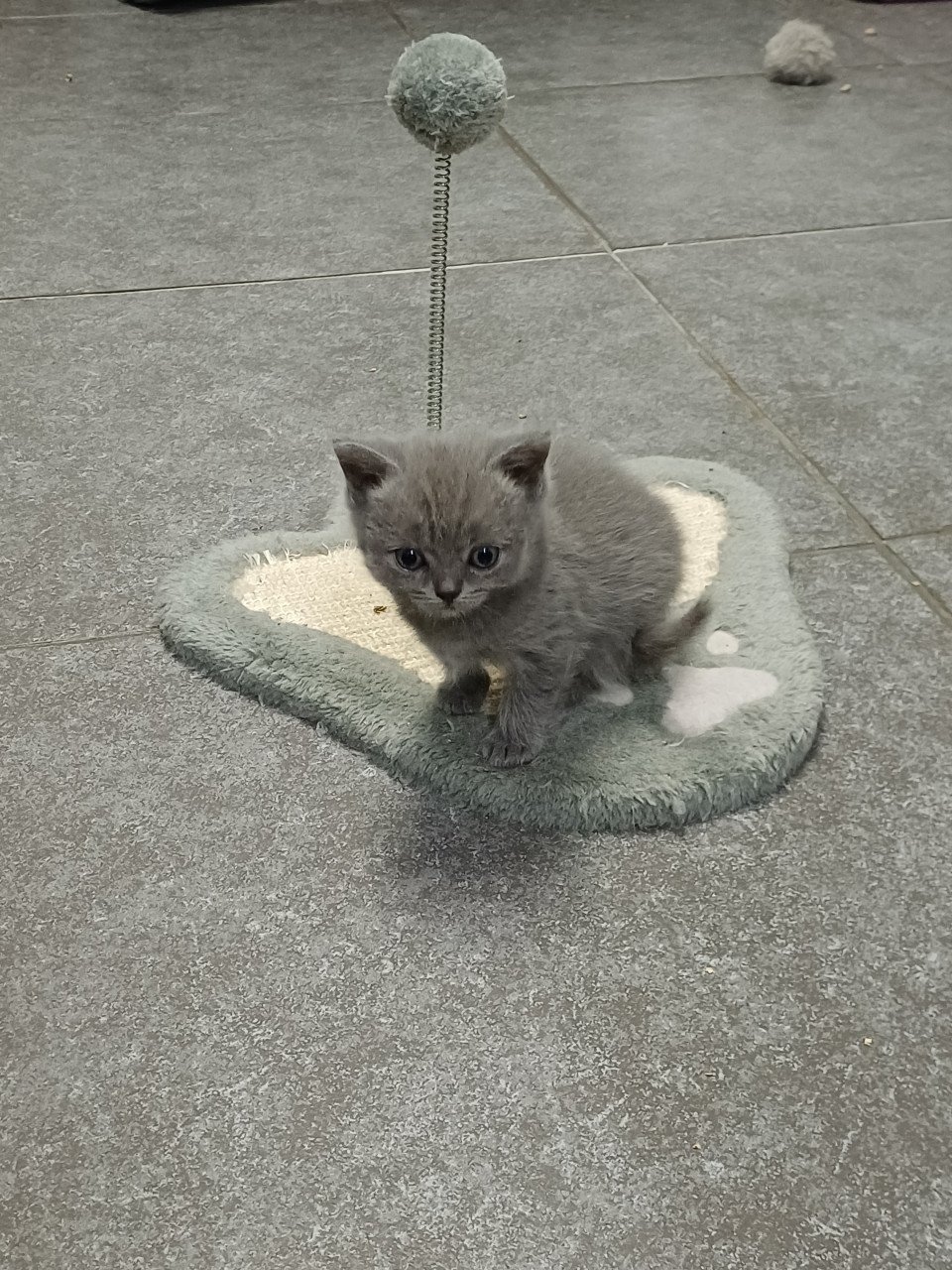 Leuke Brits Korthaar x Ragdoll kittens beschikbaar