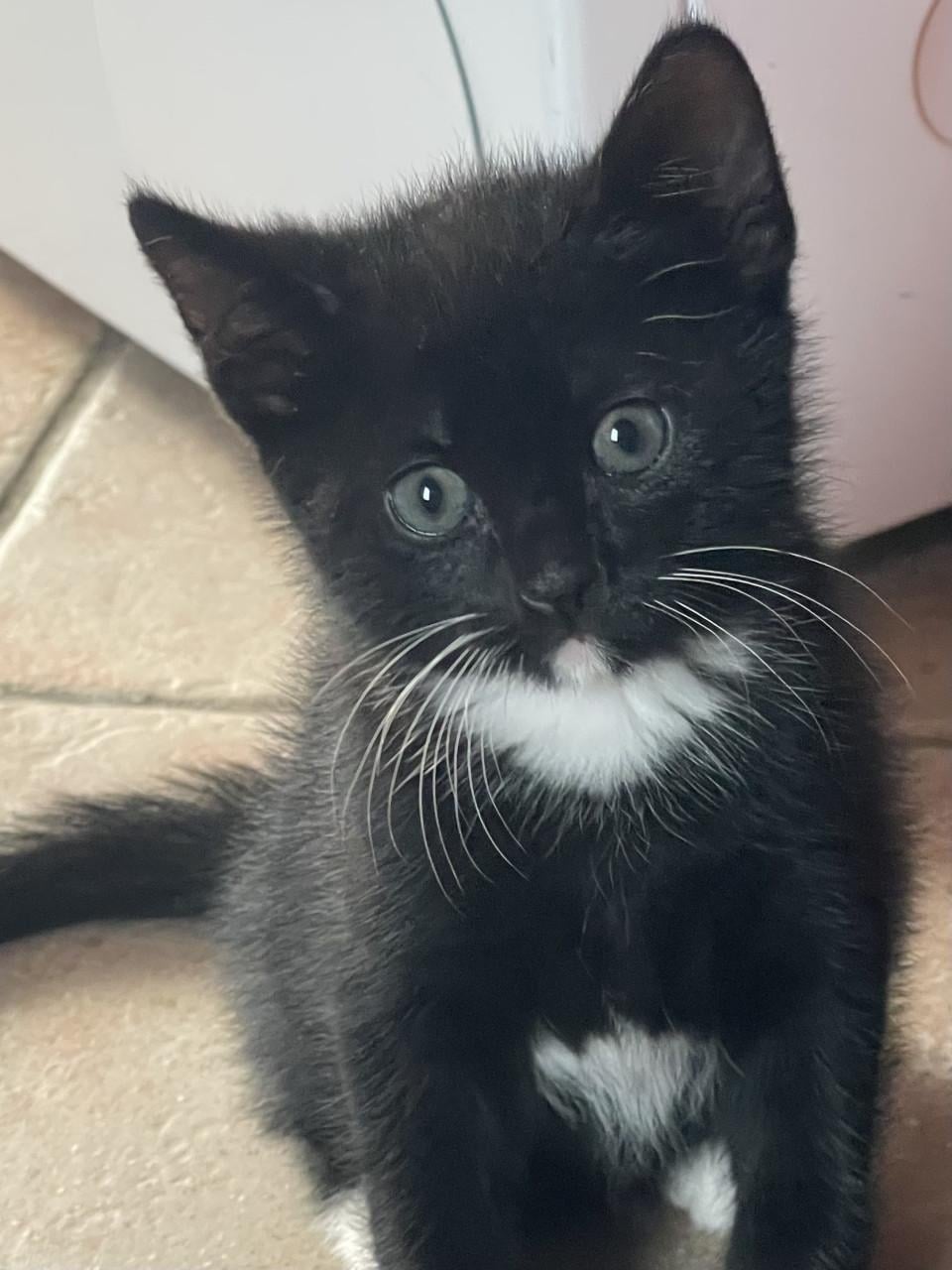 Kittens