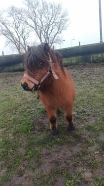Te koop Shetlander merrie