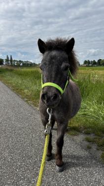 Verzorger gezocht voor mini pony’s 🐴