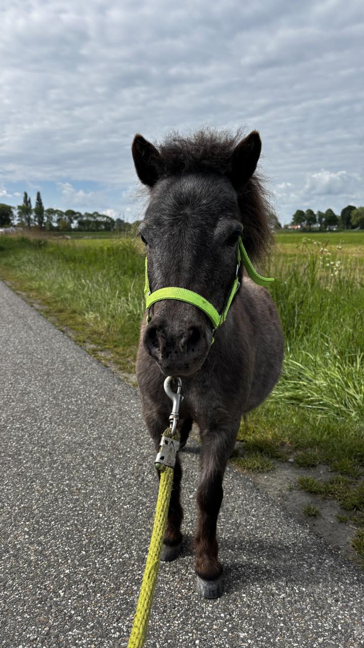 Verzorger gezocht voor mini pony’s 🐴
