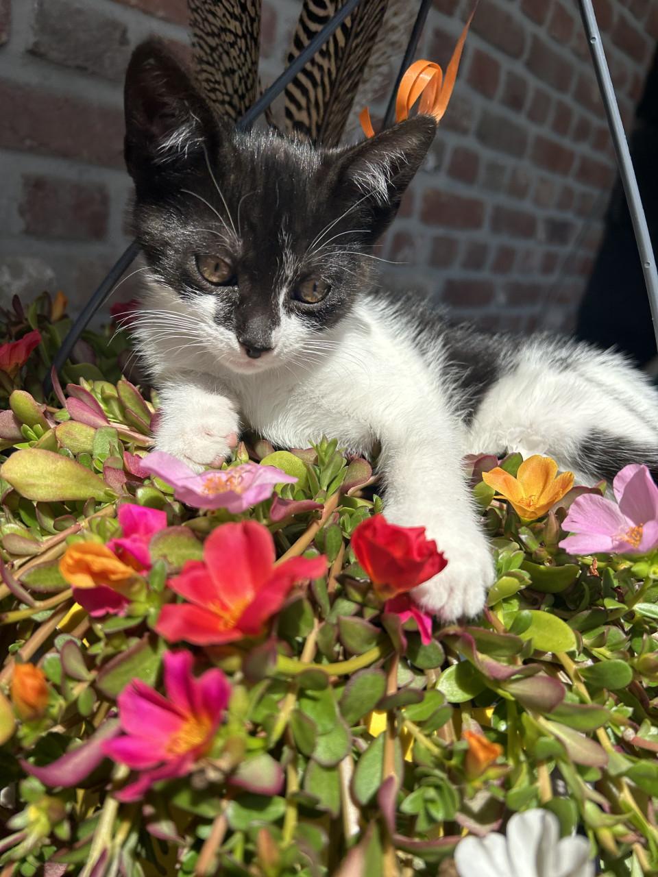 Prachtig kitten 🐈‍⬛😻