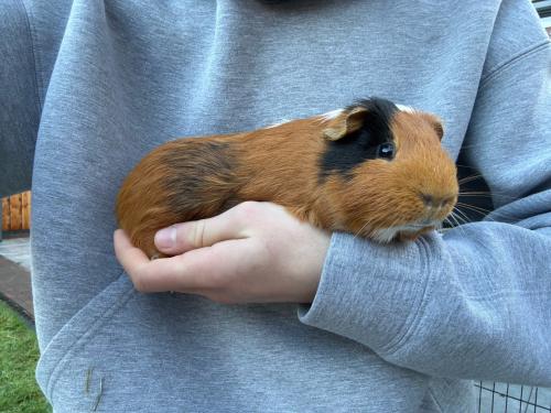 Mannetjes cavia