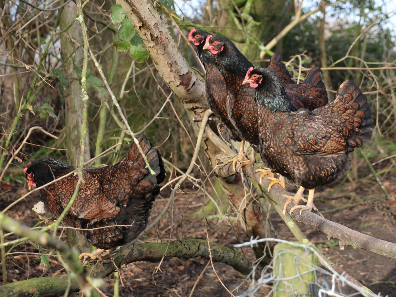 Broedeieren te koop van Barnevelder (groot - dubbel gezoomd)