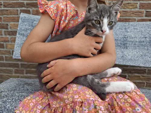 Kittens