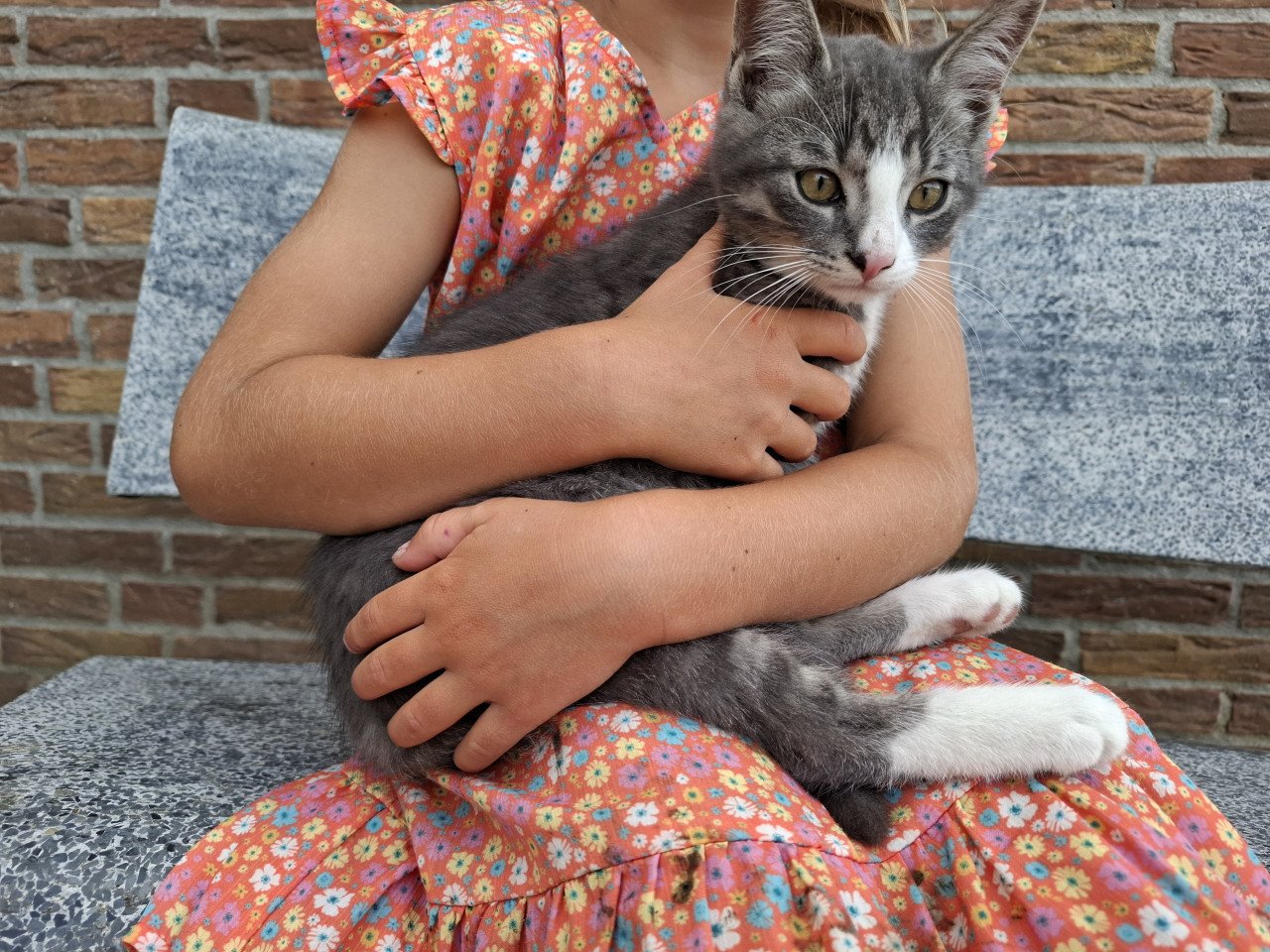 Kittens