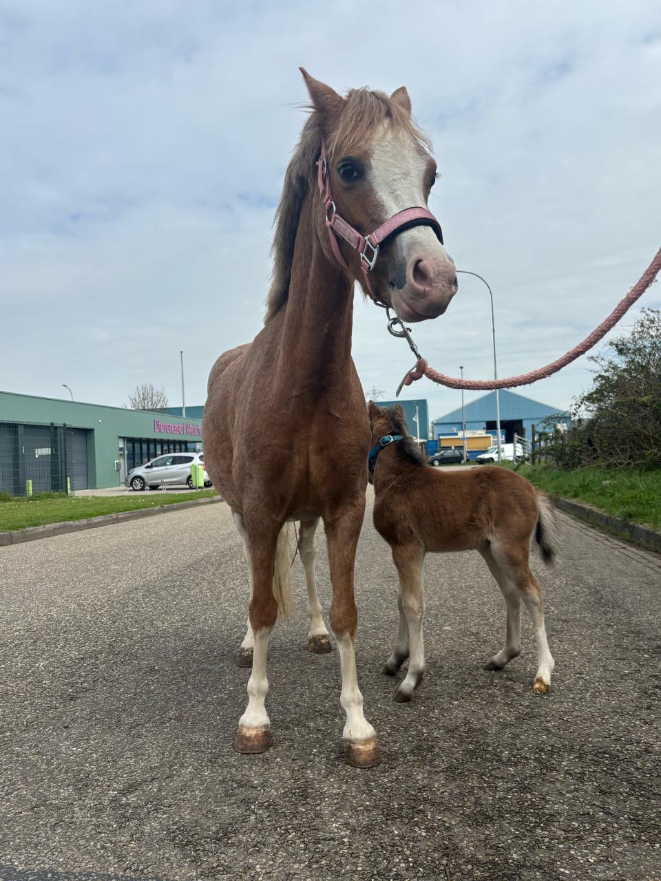 Welsh pony met veulen