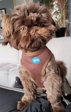 Prachtige Shihpoo
