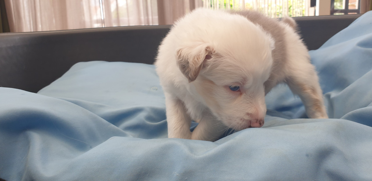 Border Collie