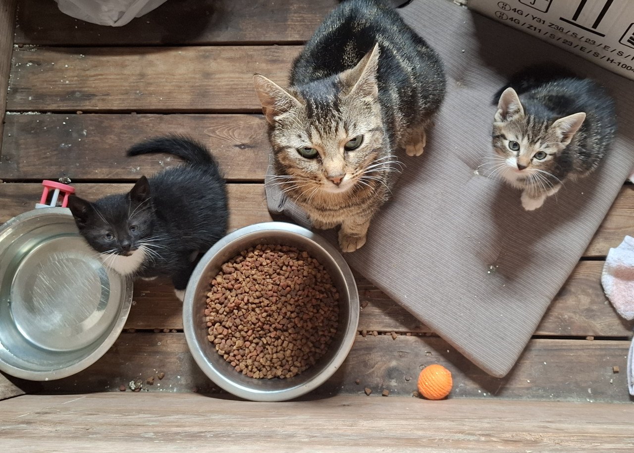 Kittens, alleen nog twee zwart/ witte beschikbaar)